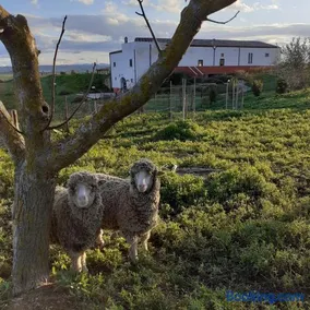 Masseria Agriturismo Moschella - Image 1