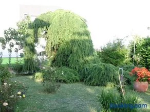 Apartments Ribić - Image 1