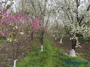 Mzia's Garden - Image 5