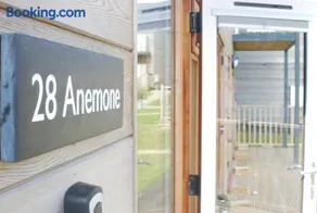 Anemone - Image 3
