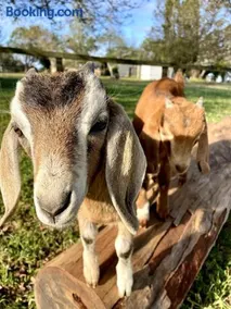 Mangrove Mountain Farm Stay - Image 5