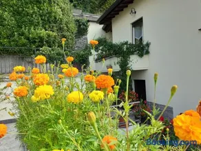 La casa degli oleandri - Image 1