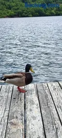 Splav Wake at the lake - Image 4