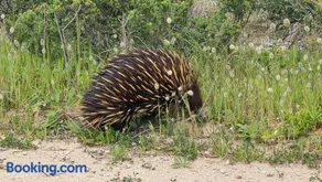 Coorong Lakeside Cottage - Image 2