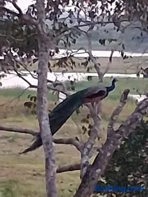 Eagle Wilpattu Resort - Image 4