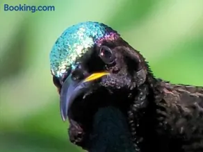 Riflebird Lodge - Image 1
