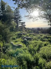 Domaine Solio - Gite confort, nature, animaux - Image 4