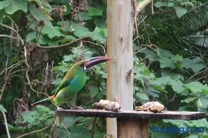 Hotel Selva Verde - Image 2