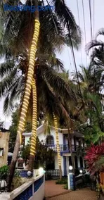 Baga Beach Palms - Image 2