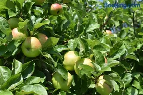 Russet - Image 3