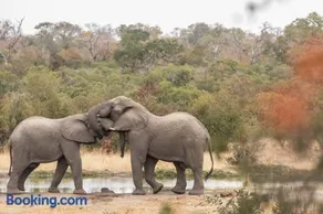 Thornybush Simbambili Lodge - Image 4