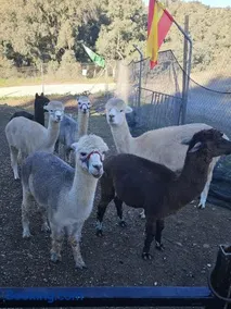 Experience Alpacas in Andalucia - Image 2