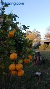 Frogmouth Farm - Image 3