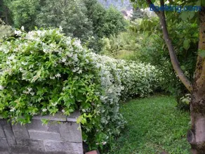 I TRE FAGGI - Image 3