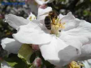 Charmante maison XVIIe siècle avec jardin en Normandie - Image 2