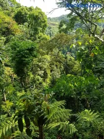 On The Rocks Bungalows, Restaurant and Jungle Trekking Tours - From May to September only stay here if you are booking jungle treks with us - feel free to contact us about our Jungle Trekking services - Image 5