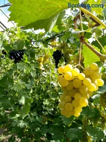 Agroturystyka Lulkowo - Image 3