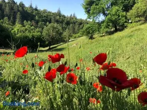 Domaine de Regan - Fenêtre sur le Luberon - Logement calme au coeur du Luberon - Image 5