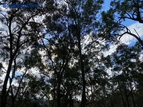 Trees Rd Glamping - Image 3
