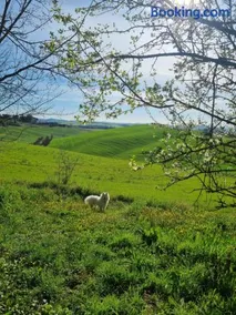 Gli Ulivi di Siena 2 - Image 2