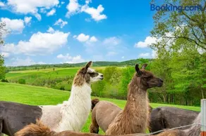 Llama House - Image 2
