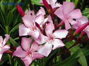 Oleander Hof - Image 1
