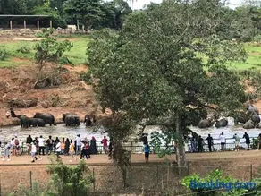 Pinnawala Elephant Front View Hotel - Image 4