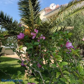 Villa Olive Grove Ferienhaus in Kroatien direkt am Meer nahe Zadar und Nin - Image 3