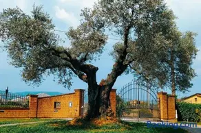 Casolare L'Antico Olivo - Image 1
