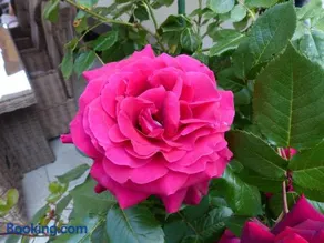 Ferienhaus Rose & Lavendel - Image 1