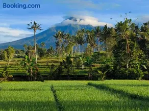 Sawah Ijen - Image 4