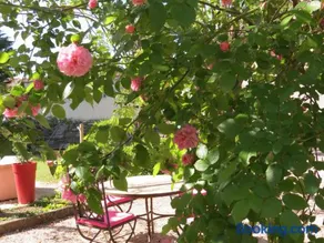 Le Jardin - Image 4