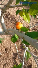 Fazenda Terra Bonita - Image 2