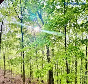 Turkey Creek Cabin Rentals #1 at Tims Ford lake Tullahoma - Image 5