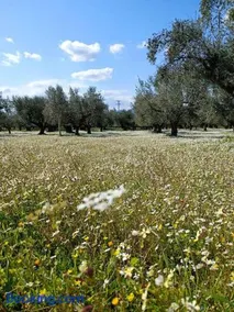 Μεζονέτα 5 υπνοδωμάτια, πλήρως εξοπλισμένη και με φορτιστή ηλεκτρικού αυτοκινήτου - Image 5