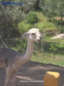 Experience Alpacas in Andalucia - Image 1