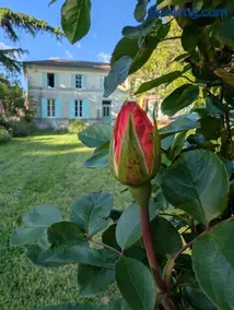 La Belle Verte - Image 3
