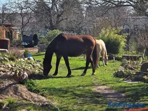 La petite ferme de Fine - Image 1