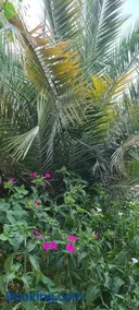 L'Hirondelle de Kelibia : Chez Amou - Image 3
