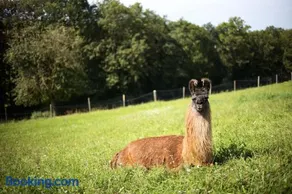 Getreidekasten auf einer Lamafarm - Image 3