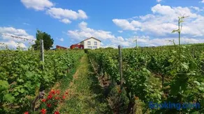 Weinbergshof Rickel - Image 1