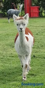 Marshland Alpacas Glamping Lodge - Image 4