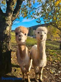 Auszeit zwischen Fellnasen - Image 2