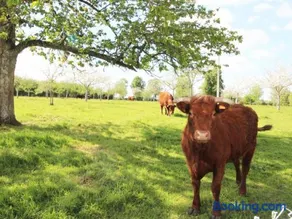 Charmante maison rénovée à la ferme avec jardin clos - Image 3