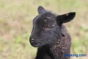 Peaceful Nature Escape Among Farm Animals - Image 3