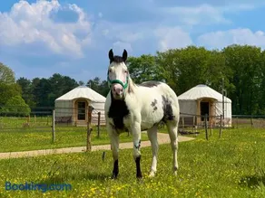 Magnolia Hoeve - Unieke Bestemming voor Paardenliefhebbers en Bijzondere Overnachtingen in de natuur - Image 3