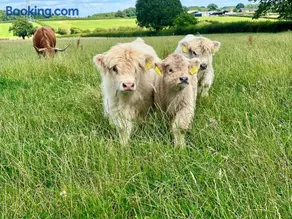 Rhosyn Highland Cattle Farm - Image 2