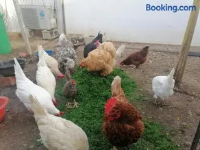 Mis Princesas en Casablanca - Image 4
