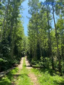 Enchanting woods Yercaud - Image 3