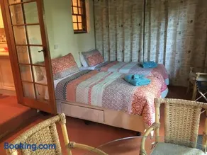 Kentia Palms - Image 3